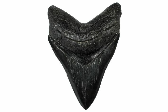 Serrated, Fossil Megalodon Tooth - South Carolina #301824